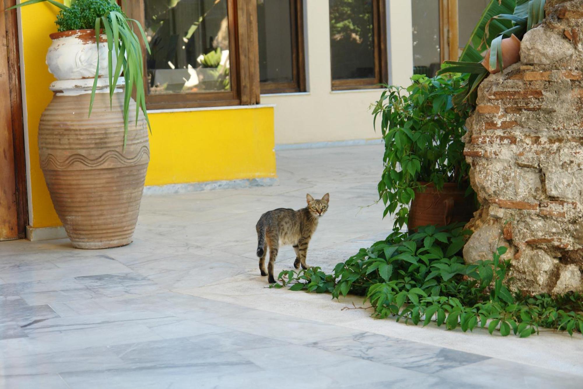 Verdelis Inn Epidaurus Dış mekan fotoğraf